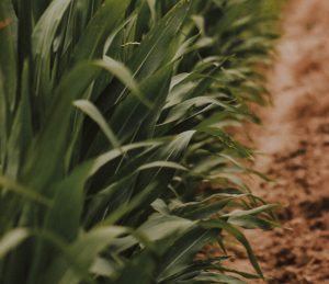 Gleaning in a field of grain